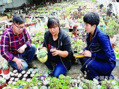 辛庄镇绿化苗木基地