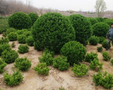 大叶黄杨苗：未来几年，种植什么苗木比