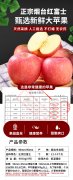 正宗烟台红富士苹果--烟台辛庄镇海边特产