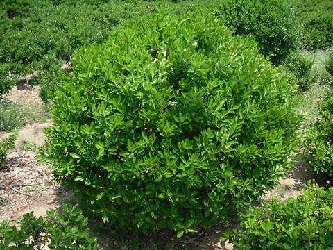 冬青的种植方法,剪个枝子插泥土里能成活吗?