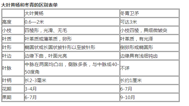 大叶黄杨和冬青都是很好的绿化苗木，需要的可以找我们。
