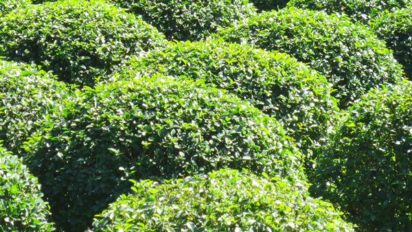 冬青球和冬青苗种植面积非常大质量好的地方是哪里?