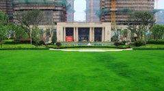 2020年毛白杨的价格多少?3