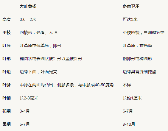 　冬青卫矛和大叶黄杨的区别有哪些?冬青苗和大叶黄杨苗怎么区分?大叶黄杨和冬青卫矛一样吗?