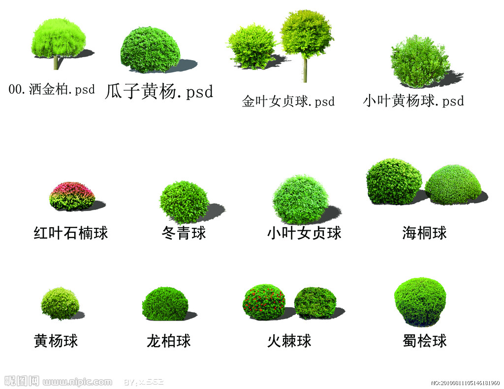 山东哪里有冬青苗批发基地?冬青球种植基地在哪里?