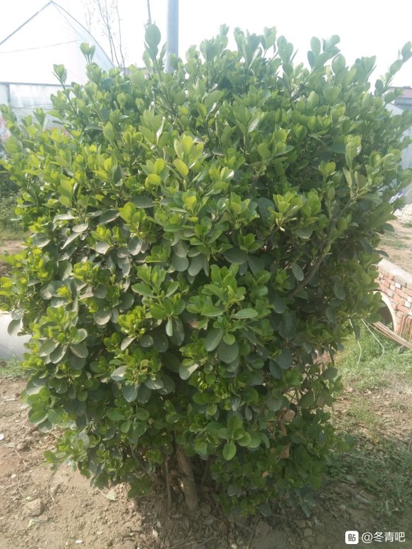 冬青的图片哪里有?30cm，4米高冬青大概多少钱?
