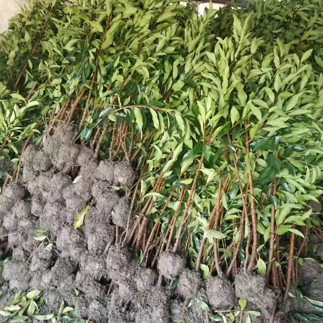 冬青的图片哪里有?30cm，4米高冬青大概多少钱?