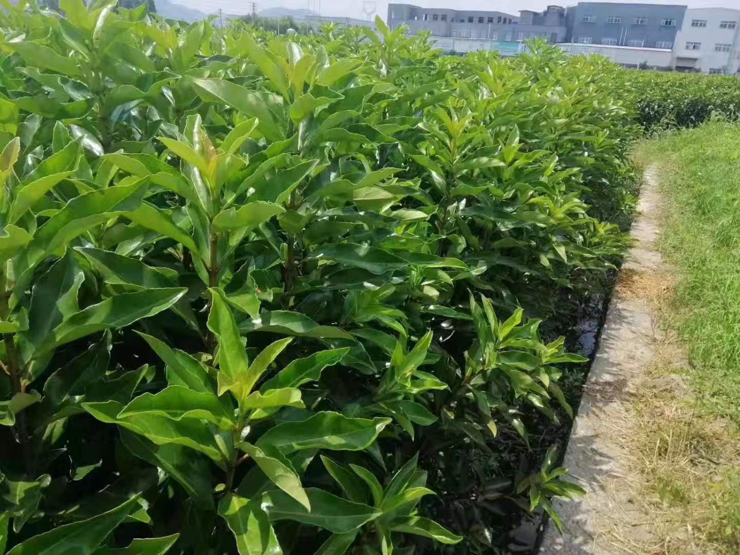 冬青的图片哪里有?30cm，4米高冬青大概多少钱?