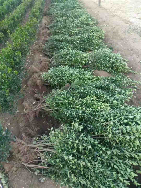 招远大叶黄杨和冬青苗起苗装车啦!