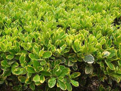 喜欢啃食大叶黄杨类植物的昆虫都有什么?