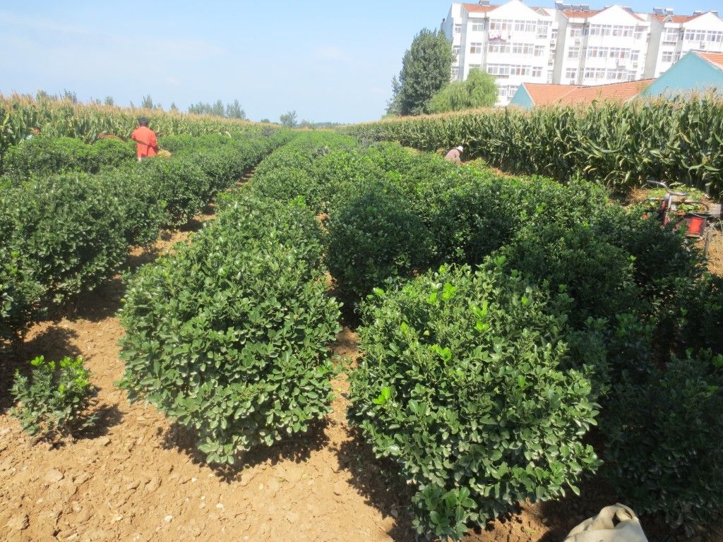 招远苗木基地：哪里有大量优质卫矛球?多少钱一棵呢?