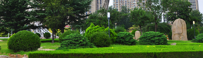 冬青种植技术之冬青图片大全
