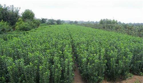 冬青种植技术之冬青图片大全