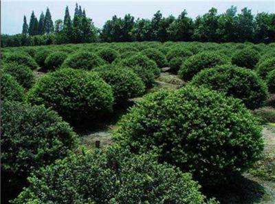 冬青种植技术之冬青图片大全