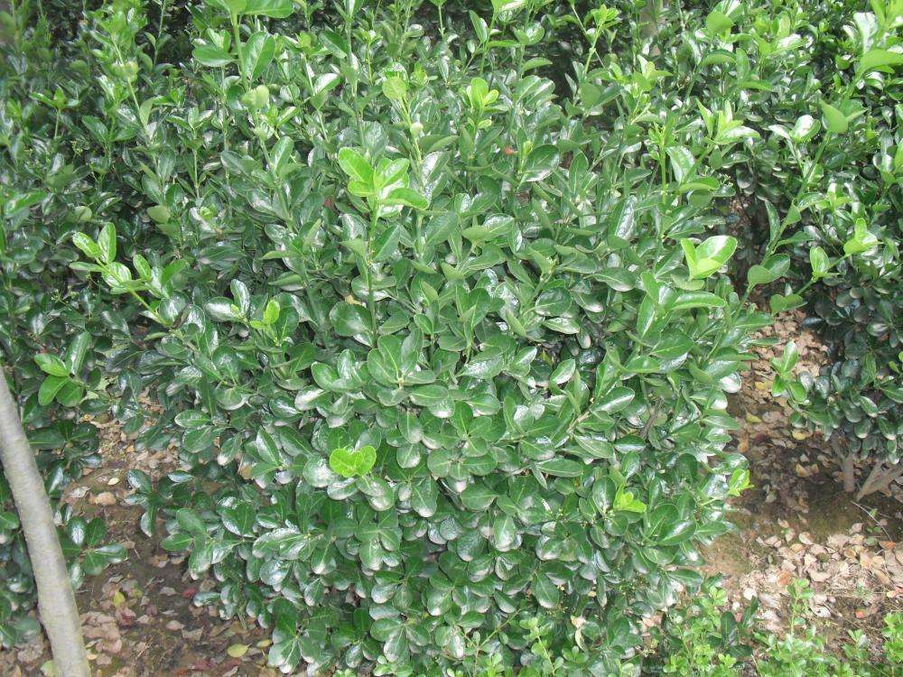 冬青种植技术之冬青图片大全