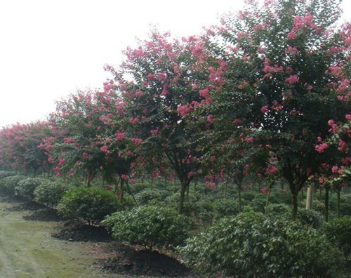 烟台招远辛庄镇苗木基地