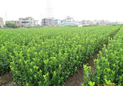 大叶黄杨该怎样除草留住养分?