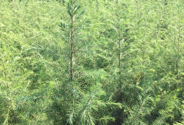 雪松树的价格和图片以及特性