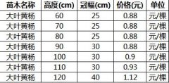 冬青小苗价格表(大叶黄杨小苗价格)介绍