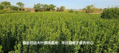 大叶黄杨小苗