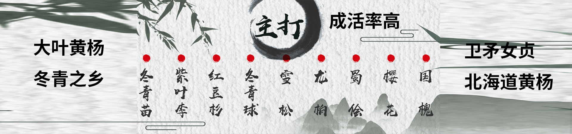 招远辛庄镇电子商务中心11月大叶黄杨苗和冬青球