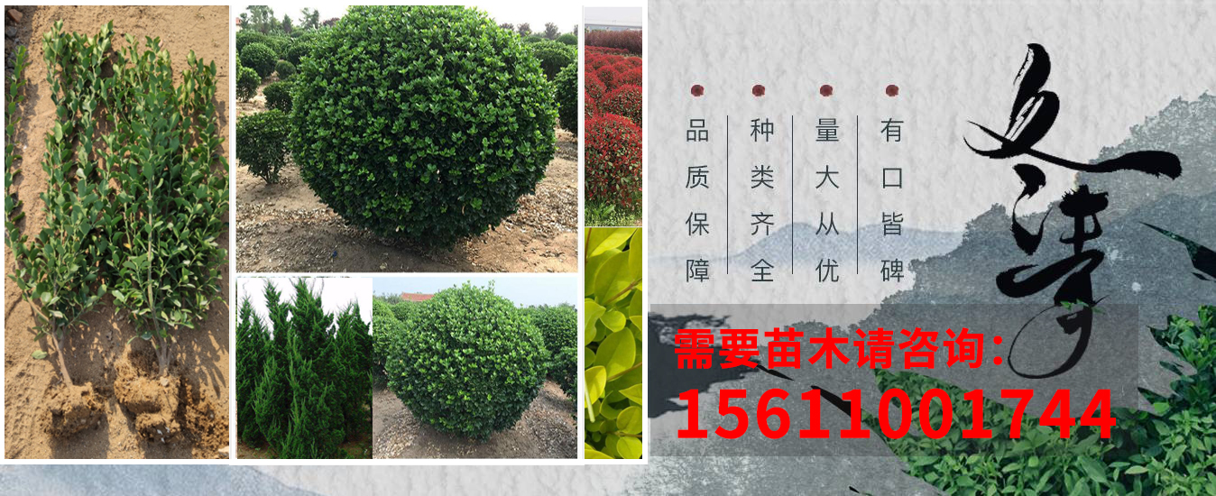 山东大叶黄杨_山东大叶黄杨基地