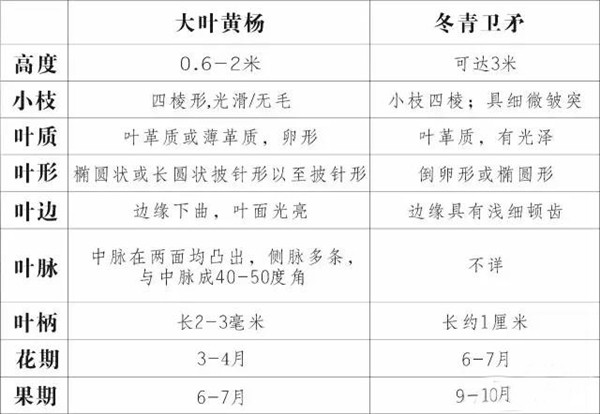 卫矛和冬青卫矛和大叶黄杨之间有什么关联？