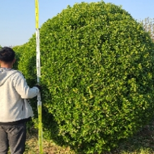 大叶黄杨冠幅说的是什么?怎么辨别好坏?