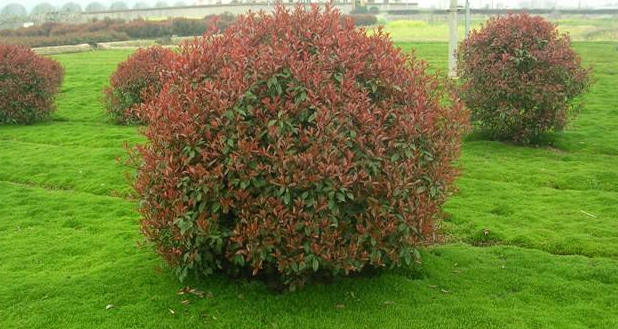 红叶石楠球移栽后的养护栽植方法?