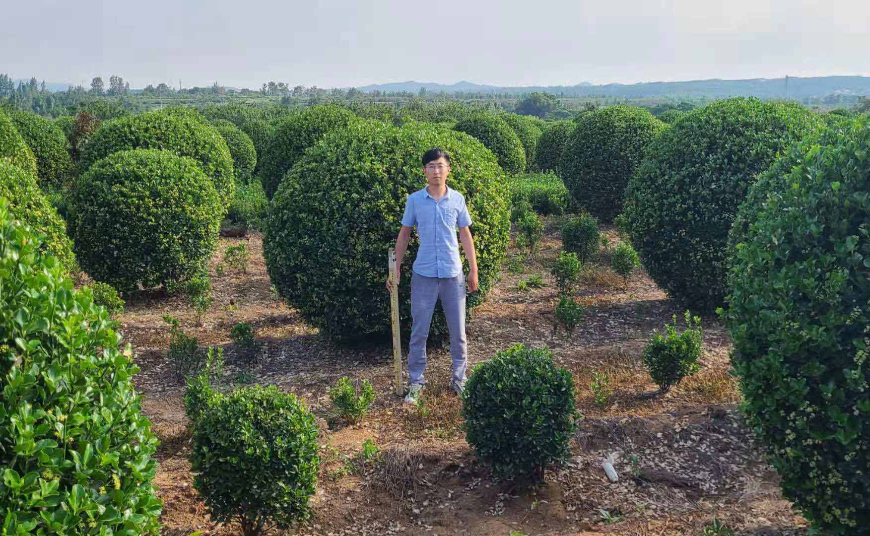 山东大叶黄杨球,大叶黄杨,冬青球