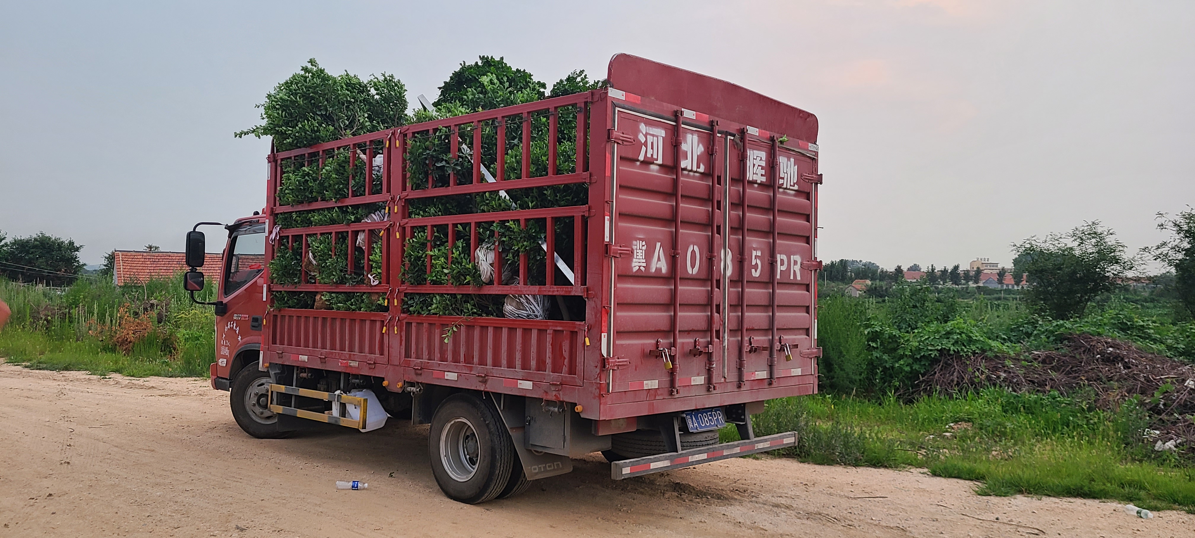 辛庄镇苗木基地,大叶黄杨发车