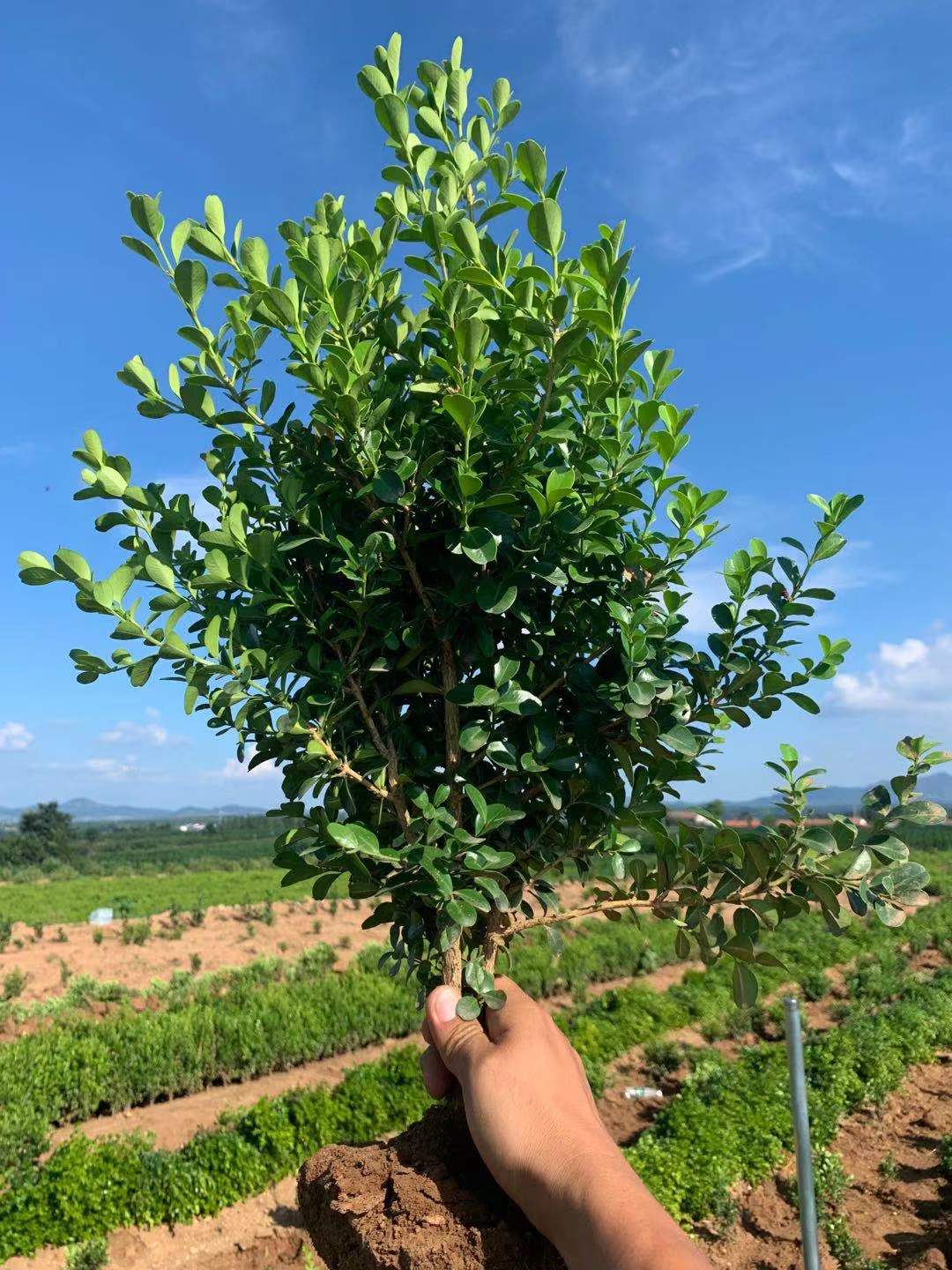 小叶黄杨苗