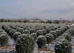 冬青球冠幅1米-1米8 最新价格表
