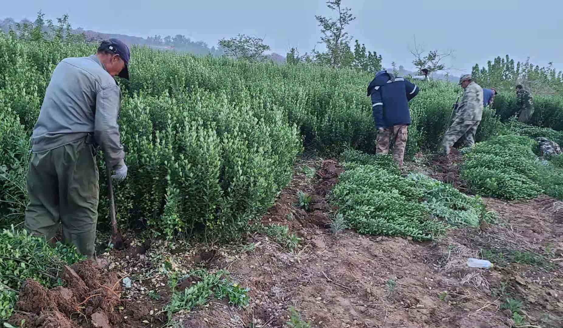 大叶黄杨苗,绿化苗木