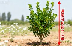 大叶黄杨能长多高?山东同联小刘分享