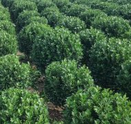 大叶黄杨绿篱会开花吗?哪里能采购?